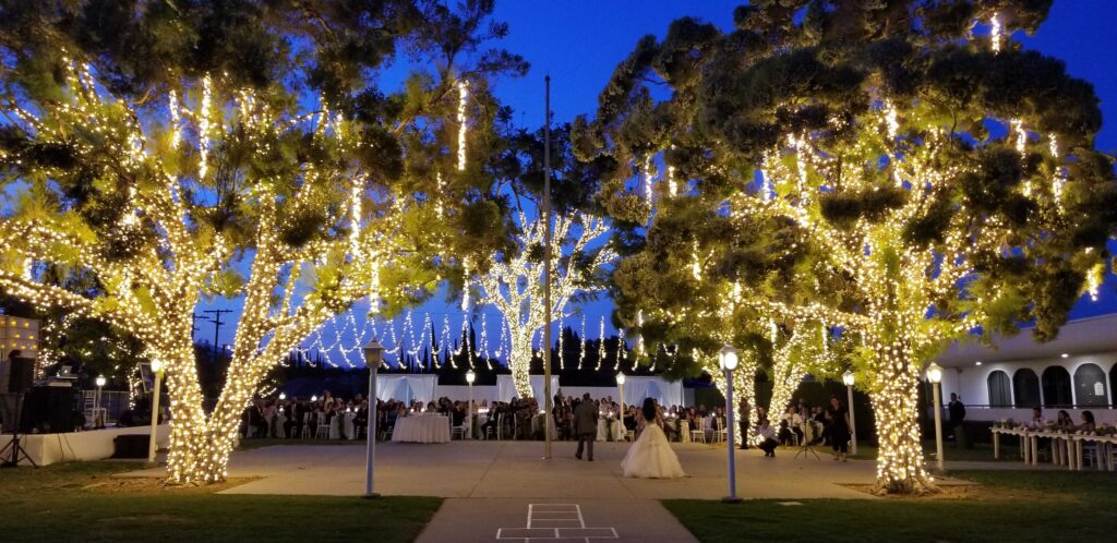 Twinkle Lights On Trees