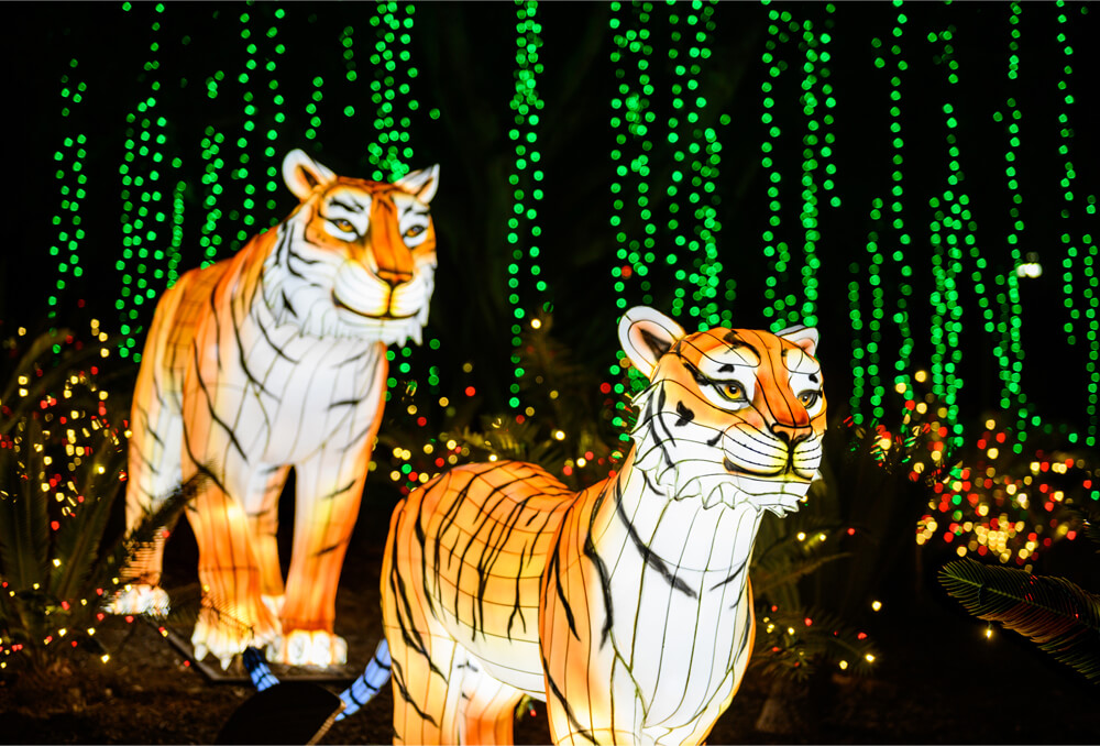 Los Angeles Zoo Christmas Lighting- Tigers with internal lighting