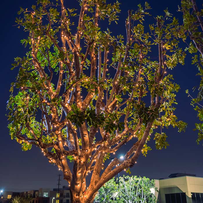 String Lighting Firefly Lights